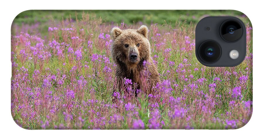 Bear iPhone 14 Case featuring the photograph Brown Bear Sow in Fireweed by Tony Hake