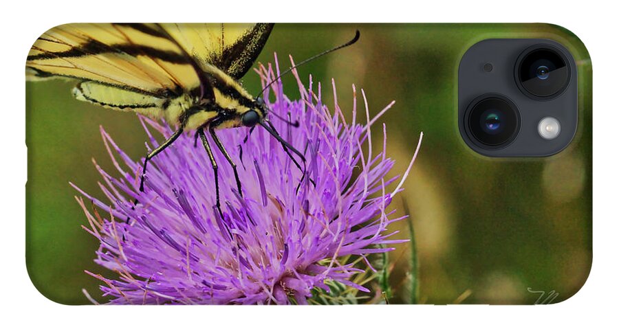 Macro Photography iPhone Case featuring the photograph Butterfly On Bull Thistle by Meta Gatschenberger