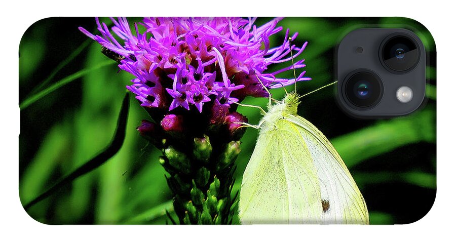 Cabbage White Butterfly iPhone 14 Case featuring the photograph Cabbage White and Purple by Linda Stern