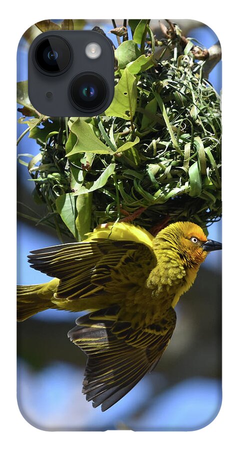 Weaver iPhone Case featuring the photograph Cape Weaver and Nest by Ben Foster