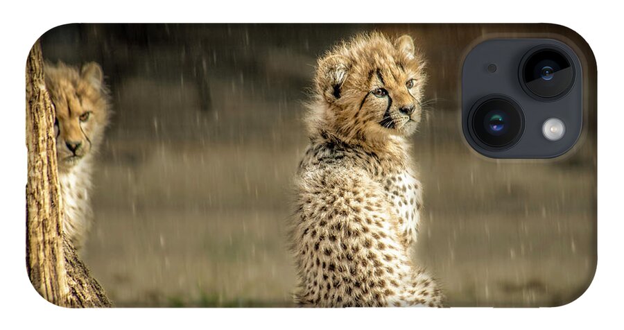 Animals iPhone 14 Case featuring the photograph Cheetah Cubs and Rain 0168 by Donald Brown