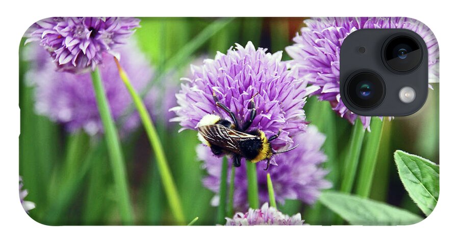 Chorley iPhone 14 Case featuring the photograph  CHORLEY. Picnic In The Park. Bee In The Chives. by Lachlan Main