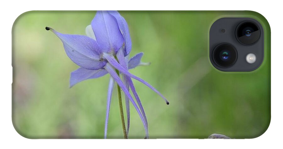  iPhone 14 Case featuring the photograph Columbine details by Susie Rieple