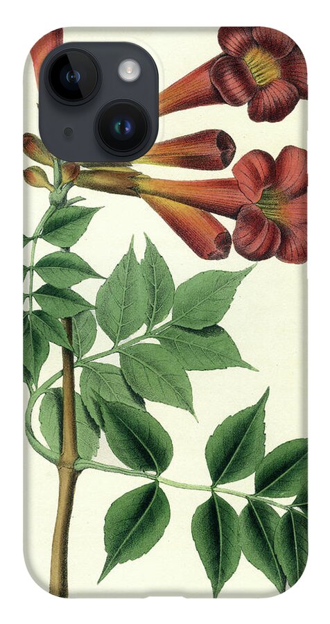 Common Trumpet Flower iPhone 14 Case featuring the drawing Common Trumpet Flower by Unknown