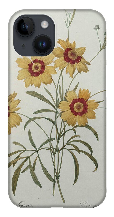 Redoute iPhone Case featuring the painting Coreopsis or Tickseed by Pierre-Joseph Redoute