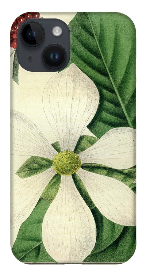 Pacific Dogwood iPhone Case featuring the drawing Cornus Nuttallii by Unknown