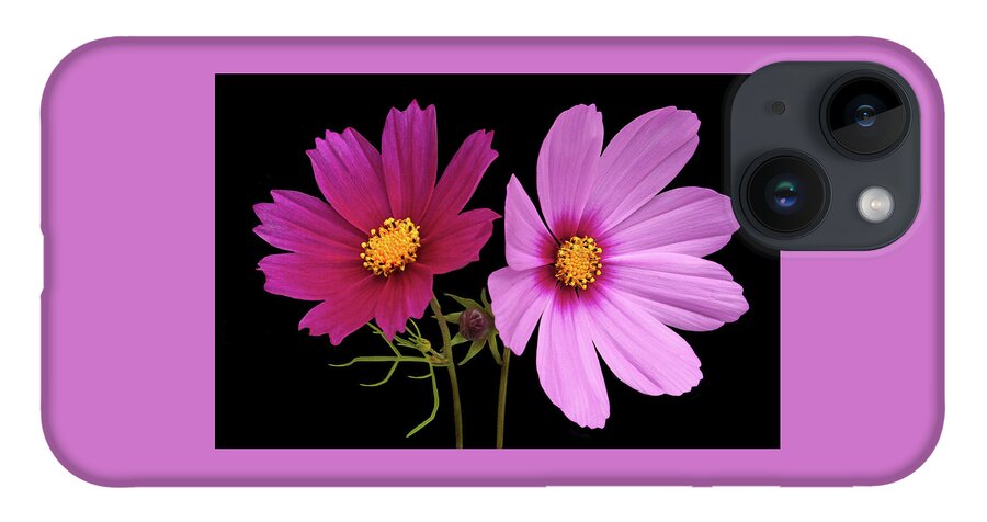 Cosmos iPhone 14 Case featuring the photograph Cosmos Duet by Terence Davis