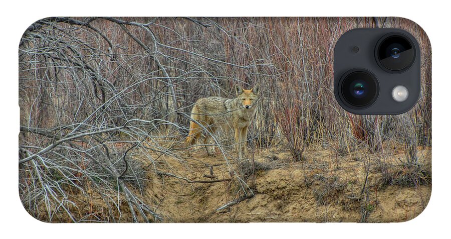 Coyote iPhone 14 Case featuring the photograph Coyote in the Brush by Britt Runyon