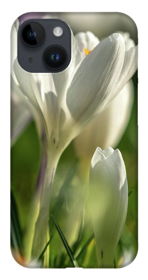 Spring iPhone 14 Case featuring the photograph Crocus Closeup by Framing Places