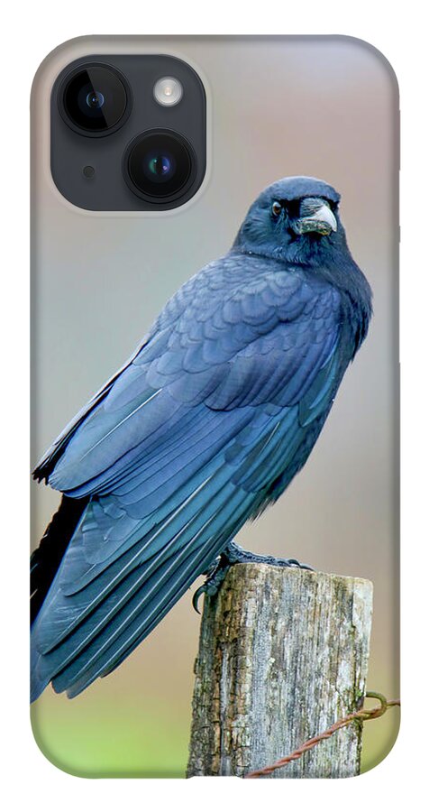 Great Smoky Mountains National Park iPhone 14 Case featuring the photograph Crow by Nunweiler Photography