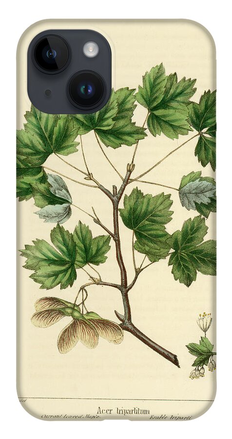 Currant Leaved Maple iPhone 14 Case featuring the drawing Currant Leaved Maple by Unknown