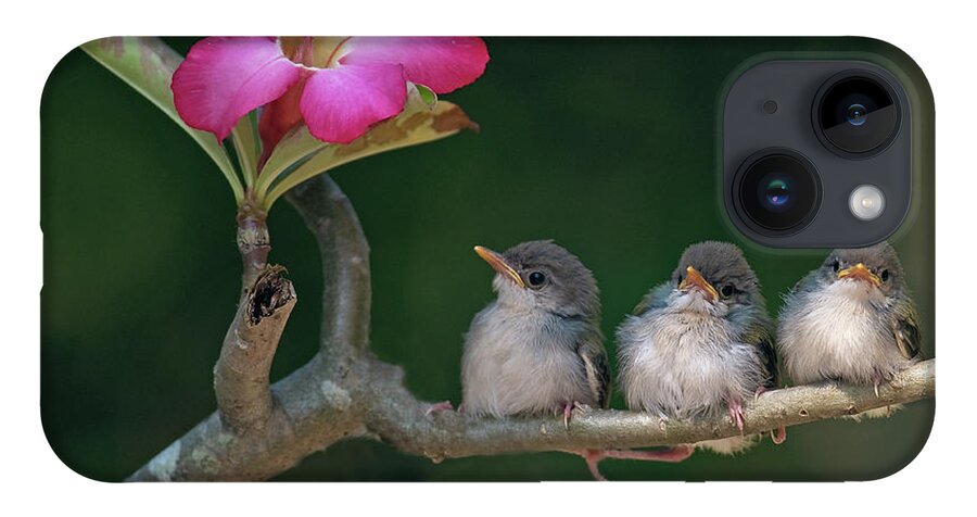 Animal Themes iPhone 14 Case featuring the photograph Cute Small Birds by Photowork By Sijanto