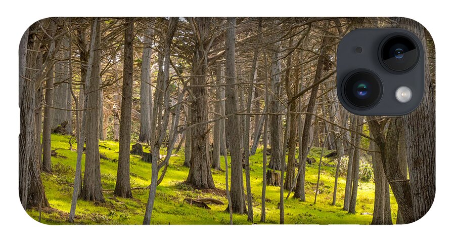 Forest iPhone Case featuring the photograph Cypress Grove by Derek Dean