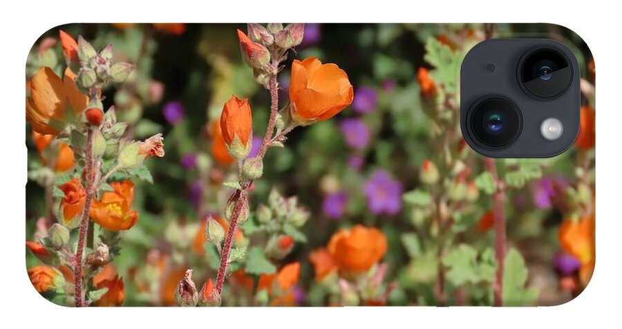 Arizona iPhone Case featuring the photograph Desert Wildflowers by Judy Kennedy