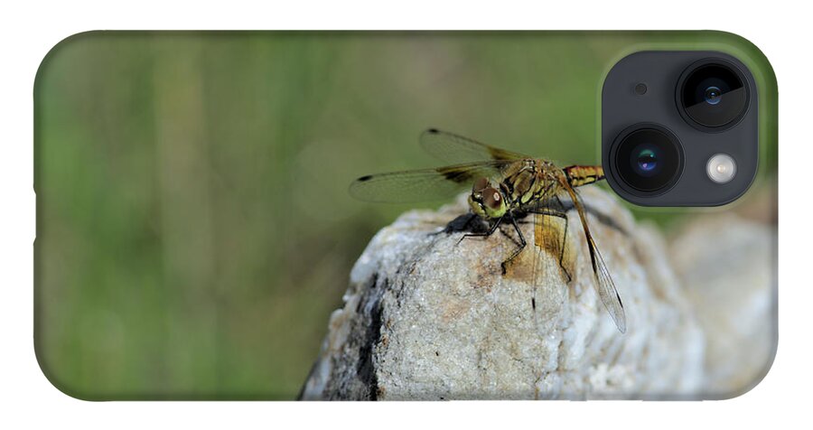 Dragonfly iPhone Case featuring the photograph Dragonfly on Rock by Kae Cheatham