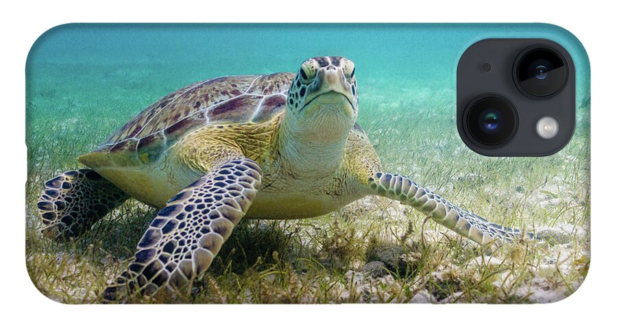 Turtle iPhone 14 Case featuring the photograph Dude by Lynne Browne