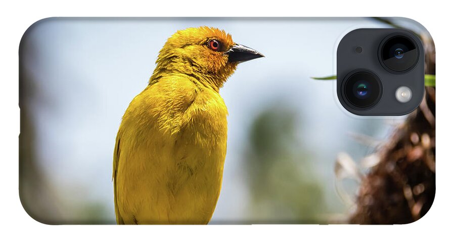 Bird iPhone 14 Case featuring the photograph Eastern golden weaver, Zanzibar by Lyl Dil Creations
