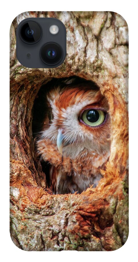 Birds iPhone 14 Case featuring the photograph Eastern Screech Owl by Louis Dallara