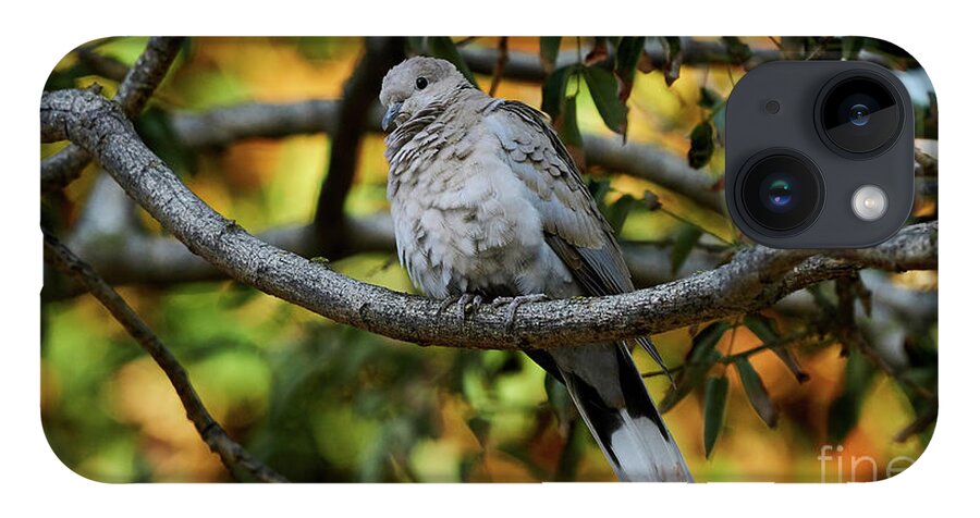 Standing iPhone Case featuring the photograph Eurasian Collared Dove by Pablo Avanzini