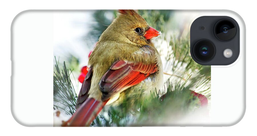 Bird iPhone 14 Case featuring the photograph Female Northern Cardinal Square by Christina Rollo