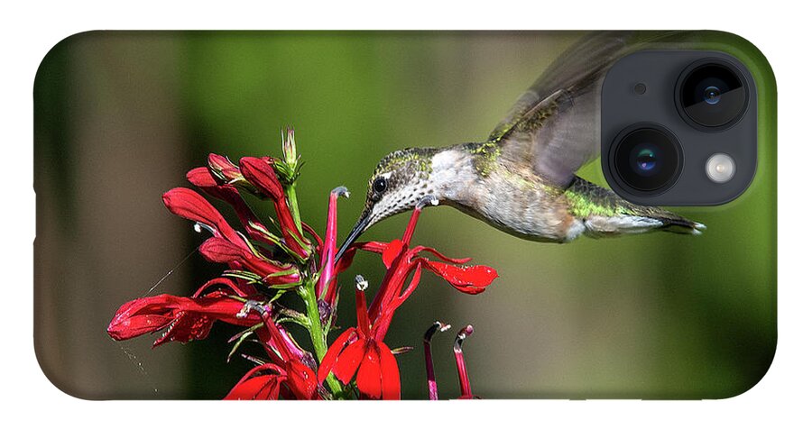 Nature iPhone 14 Case featuring the photograph Female Ruby-throated Hummingbird DSB0319 by Gerry Gantt