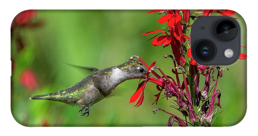 Nature iPhone 14 Case featuring the photograph Female Ruby-throated Hummingbird DSB0324 by Gerry Gantt