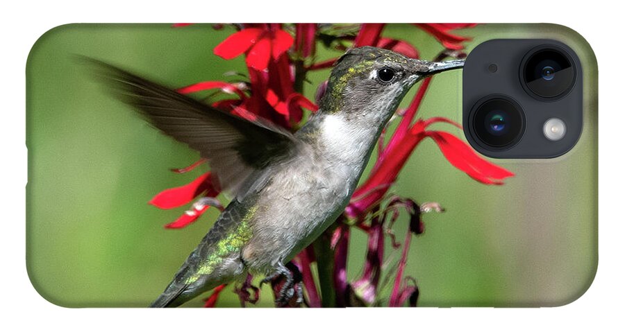 Nature iPhone 14 Case featuring the photograph Female Ruby-throated Hummingbird DSB0325 by Gerry Gantt