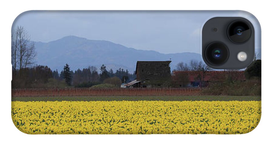 Pano iPhone 14 Case featuring the photograph Fields of Daffodils by Briand Sanderson