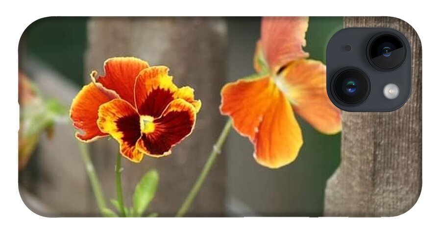 Pansies iPhone Case featuring the photograph Fire Pansies by Harvest Moon Photography By Cheryl Ellis