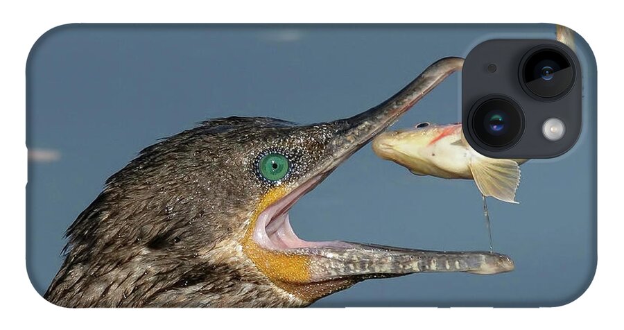 Cormorant iPhone 14 Case featuring the photograph Flipping Fish. by Paul Martin