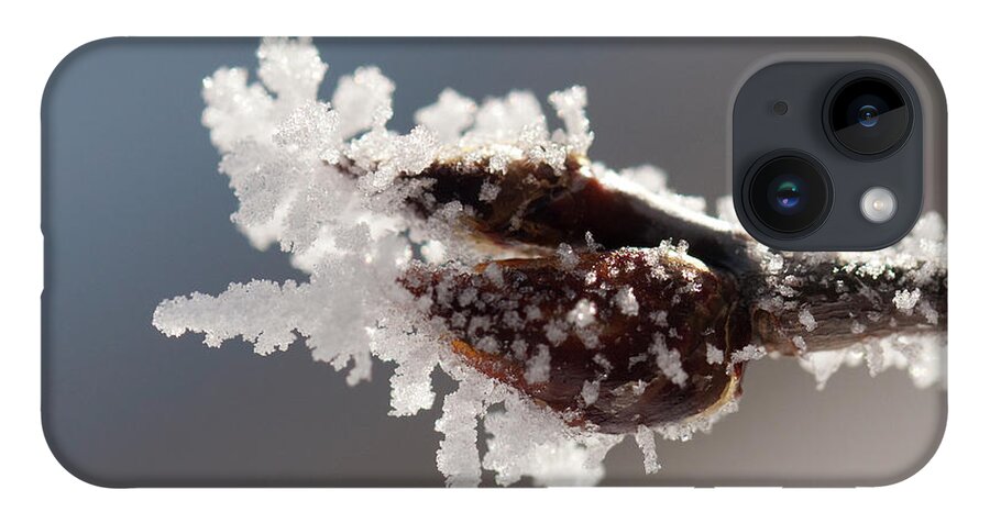 Colorado iPhone 14 Case featuring the photograph Frozen Buds by Julia McHugh