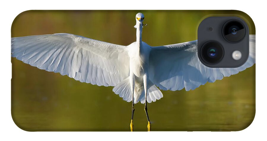 Snowy Egret iPhone 14 Case featuring the photograph Full Flaps. by Paul Martin