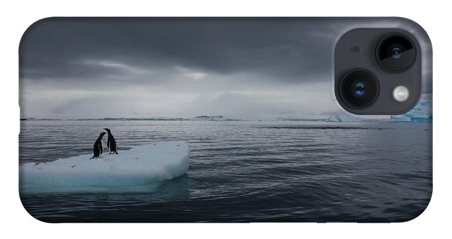 Vertebrate iPhone 14 Case featuring the photograph Gentoo Penguins On An Iceberg by Mint Images - Art Wolfe