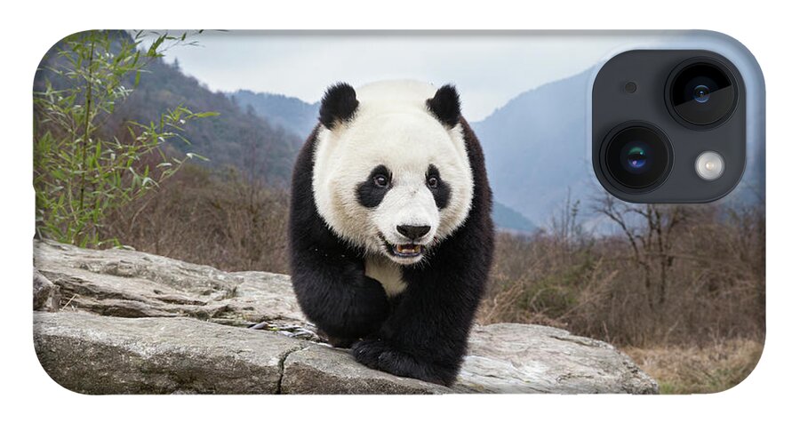 Suzi Eszterhas iPhone 14 Case featuring the photograph Giant Panda In Wolong by Suzi Eszterhas
