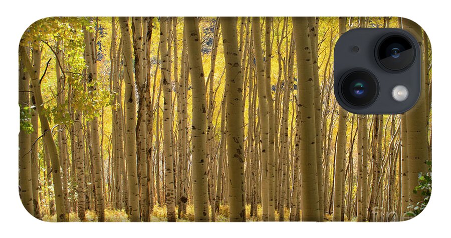 Aspen iPhone 14 Case featuring the photograph Golden Forest by Julia McHugh
