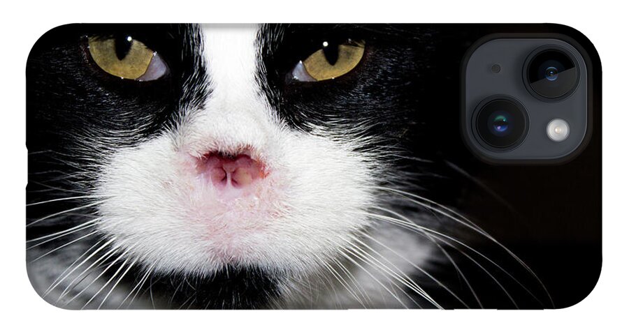 Feral Cat Photo iPhone 14 Case featuring the photograph Gorgeous - Portrait by Sandra Dalton