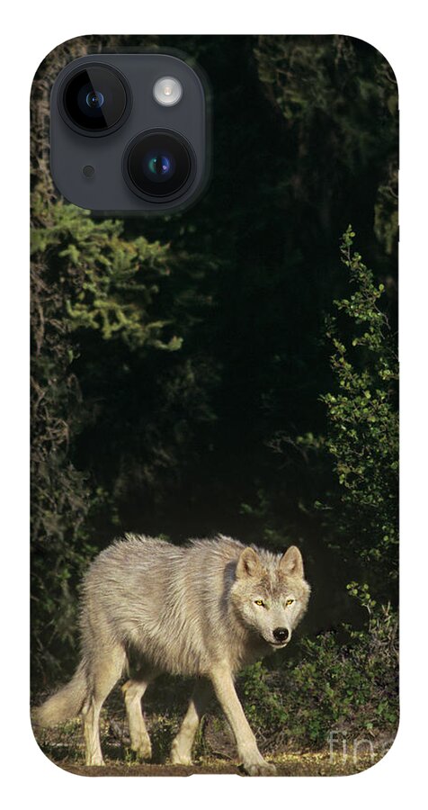 Dave Welling iPhone 14 Case featuring the photograph Gray Wolf In The Northwest Territories Canada by Dave Welling