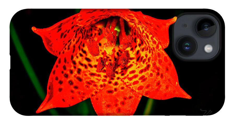 Macro Photography iPhone 14 Case featuring the photograph Grays Lily Closeup by Meta Gatschenberger