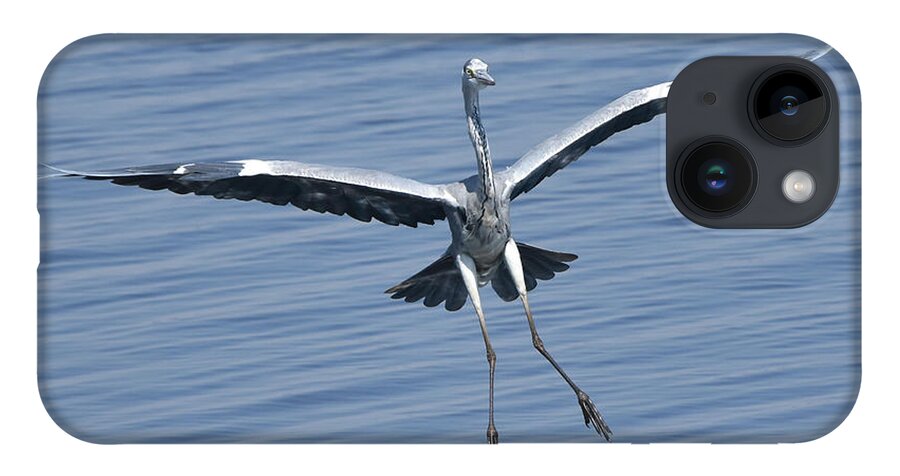 Heron iPhone Case featuring the photograph Grey Heron in for a Landing by Ben Foster