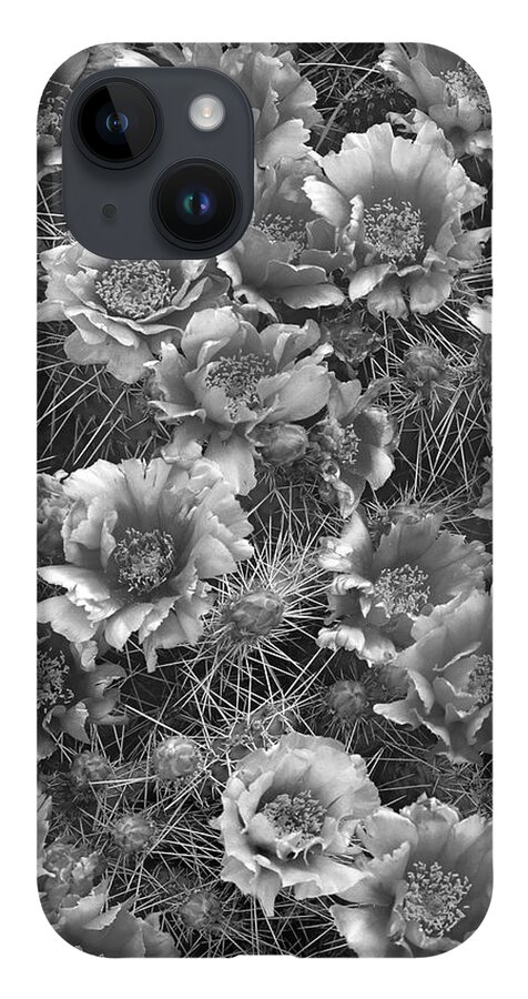 Disk1215 iPhone 14 Case featuring the photograph Grizzly Bear Cactus Blossoms by Tim Fitzharris
