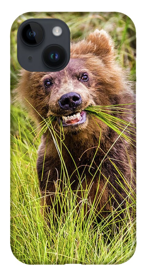 Bear iPhone 14 Case featuring the photograph Grizzly cub grazing, Alaska by Lyl Dil Creations