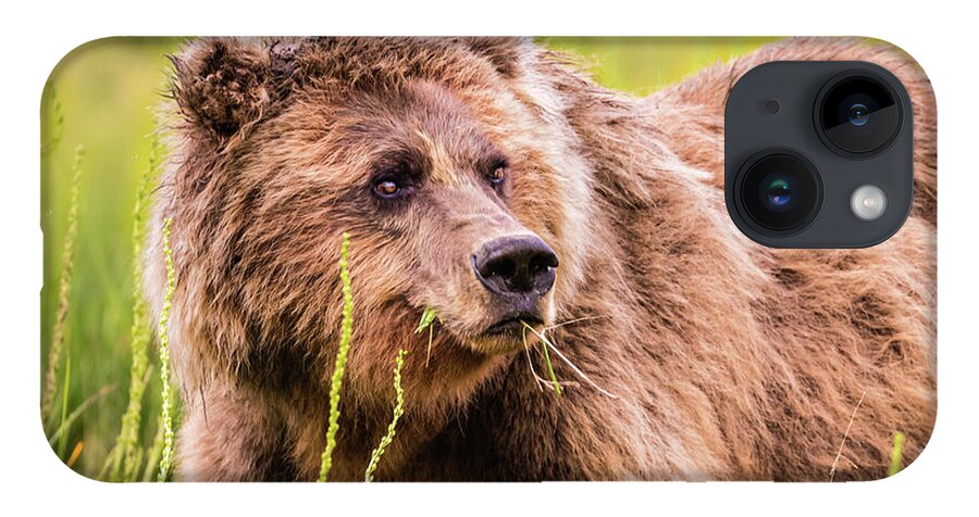 Bear iPhone 14 Case featuring the photograph Grizzly in Lake Clark National Park, Alaska by Lyl Dil Creations