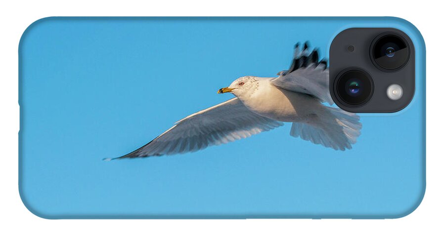 Shore Bird iPhone 14 Case featuring the photograph Gull In Flight 1 by Cathy Kovarik