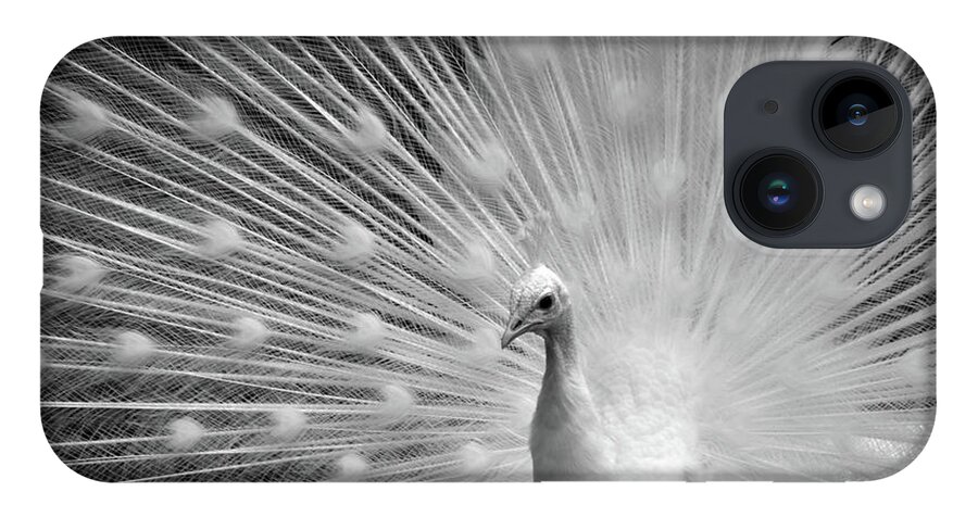 Tail iPhone Case featuring the photograph Heavenly Peacock Black and White by Ann Bridges