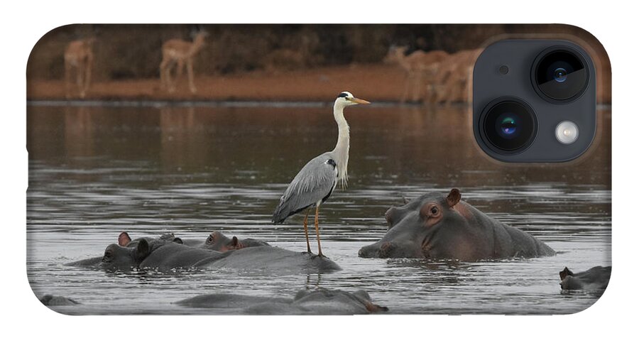 Hippos iPhone 14 Case featuring the photograph Heron on a Hippo by Ben Foster