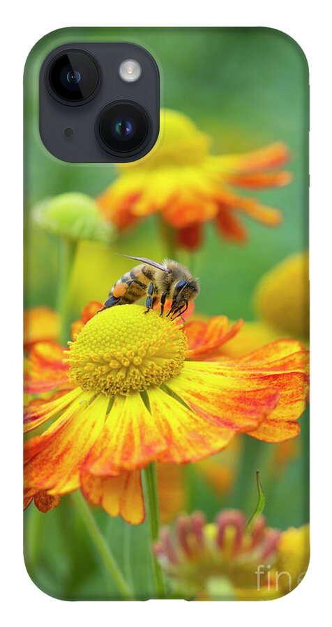 Honey Bee iPhone 14 Case featuring the photograph Honey Bee and Helenium by Tim Gainey