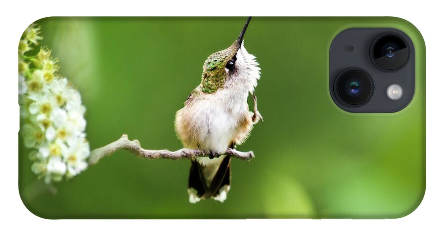 Hummingbird iPhone 14 Case featuring the photograph Hummingbird Flexibility by Christina Rollo