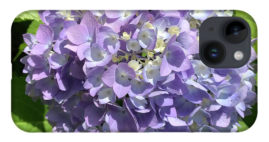 Hydrangea iPhone 14 Case featuring the photograph Hydrangea 8 by Amy E Fraser