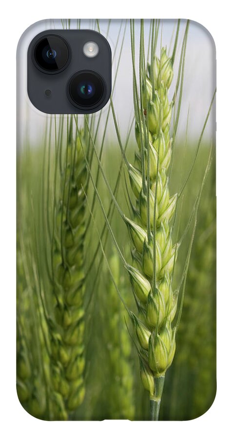 Intimate Bearded Wheat iPhone 14 Case featuring the photograph Intimate Bearded Wheat by Dylan Punke