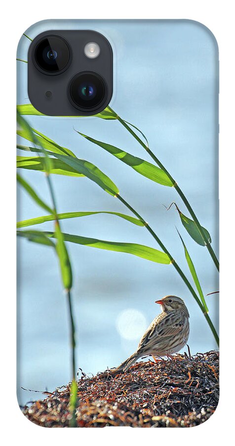 New Jersey iPhone 14 Case featuring the photograph Ipswich Sparrow by Jennifer Robin